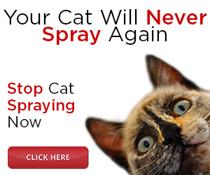Stop Cat Spray